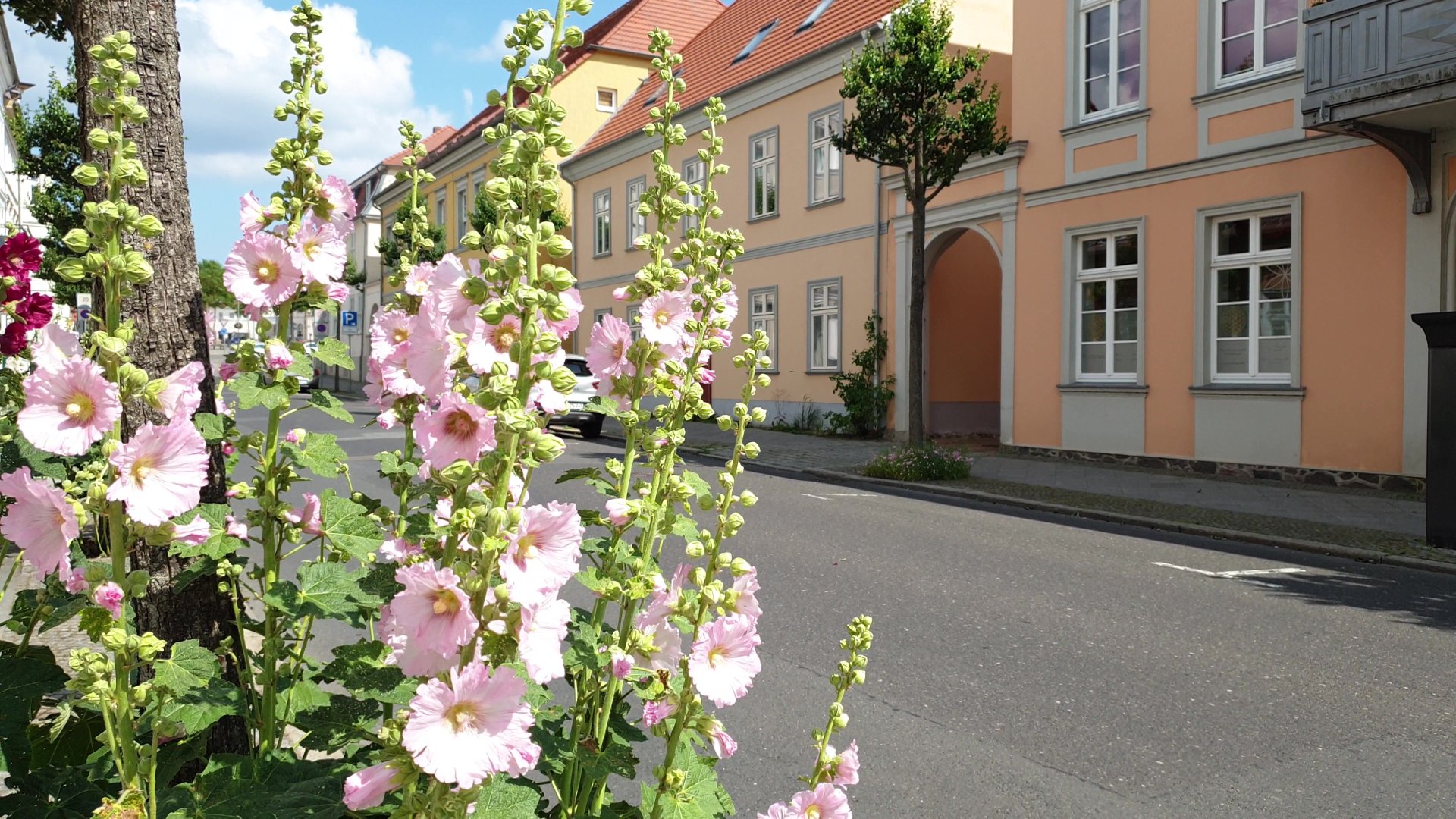 Neustrelitz Seestraße Blumen